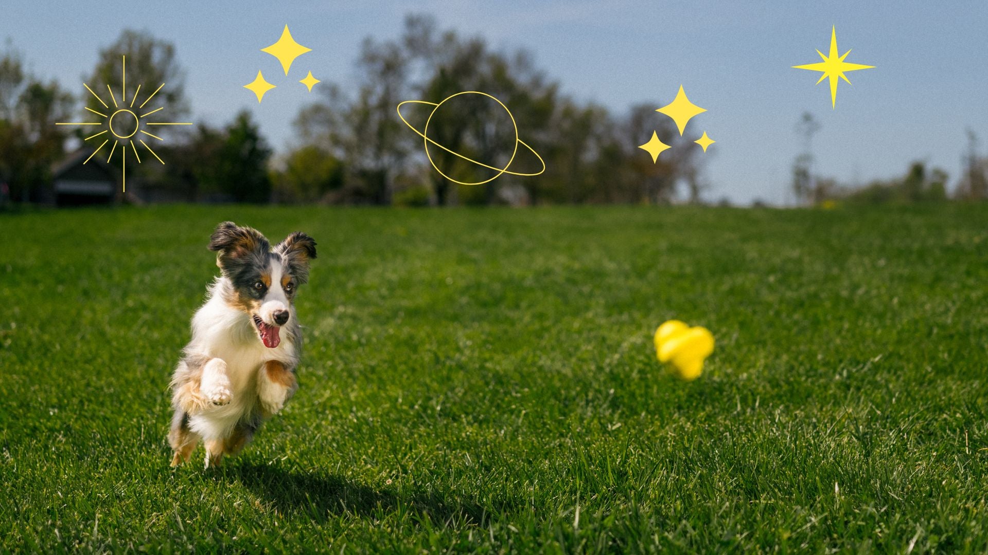 Dog Horoscope Today: Find Out What the Stars Say About Your Pup!