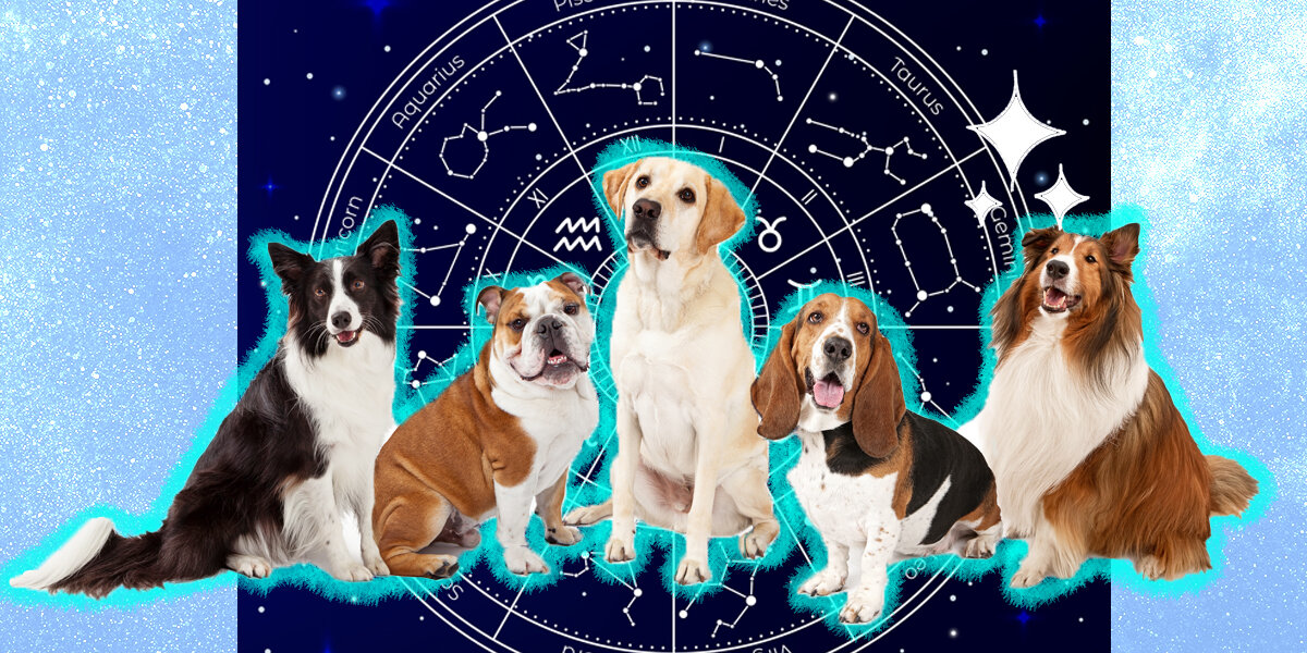 Dog Horoscope Today: Find Out What the Stars Say About Your Pup!