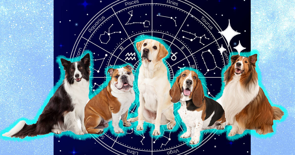 Daily Dog Horoscope: What Your Pups Stars Say Today and Find Out How to Read Your Dogs Astrological Sign